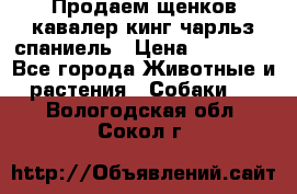 Продаем щенков кавалер кинг чарльз спаниель › Цена ­ 60 000 - Все города Животные и растения » Собаки   . Вологодская обл.,Сокол г.